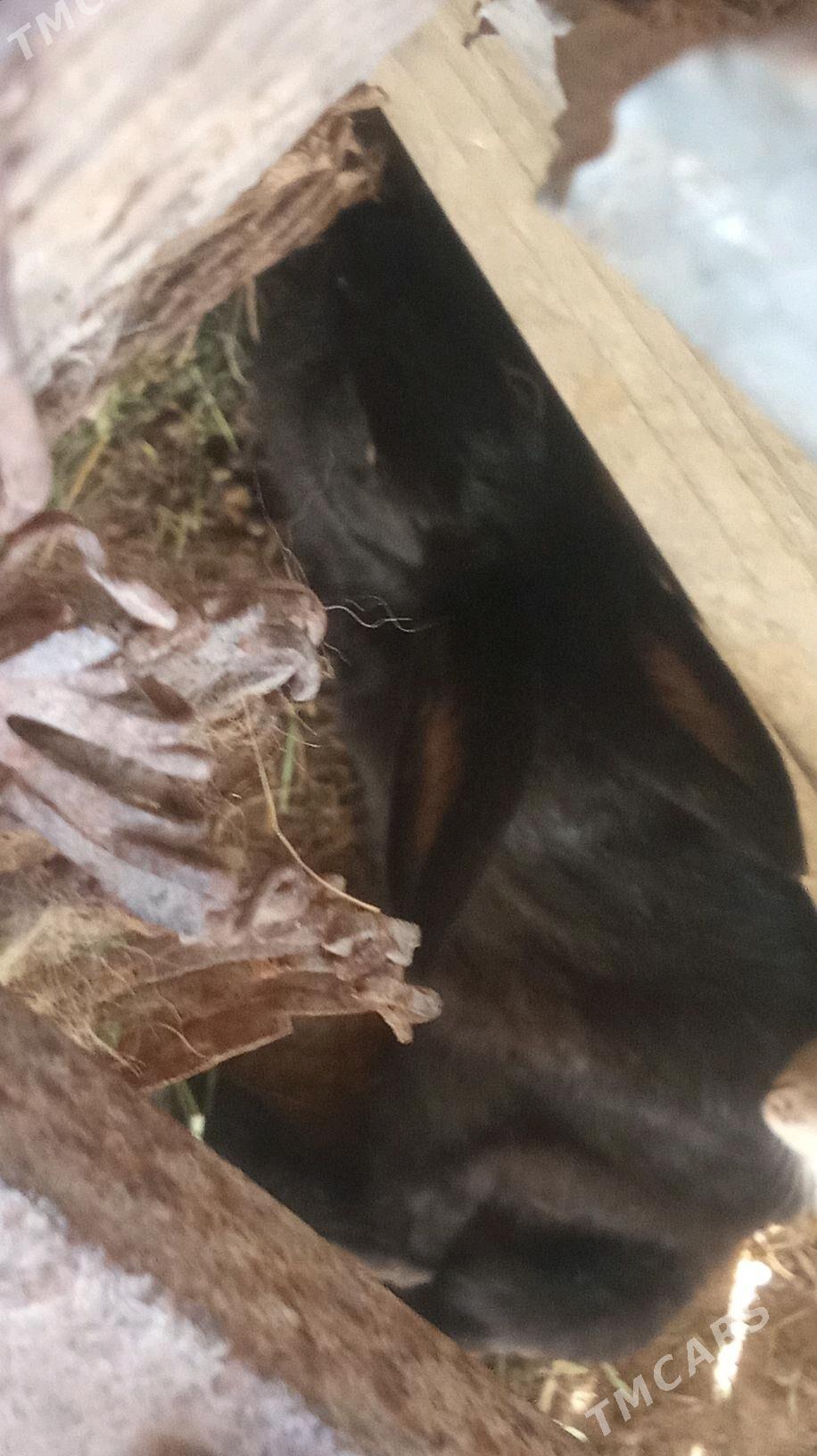 erkek towşan - Sakarçäge - img 1