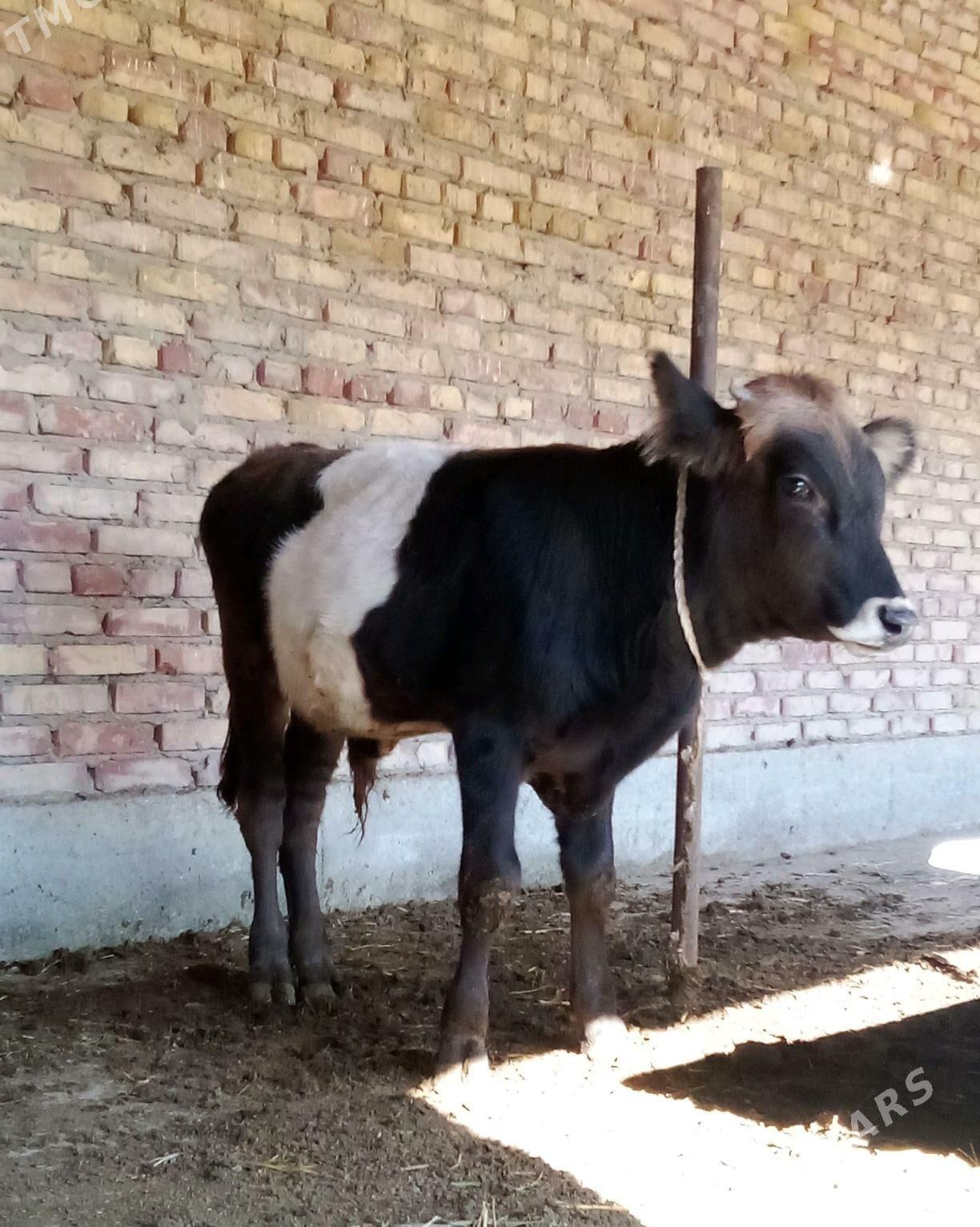 Öküz Gibrit Tohum 8 aýlyk - Гёкдепе - img 2