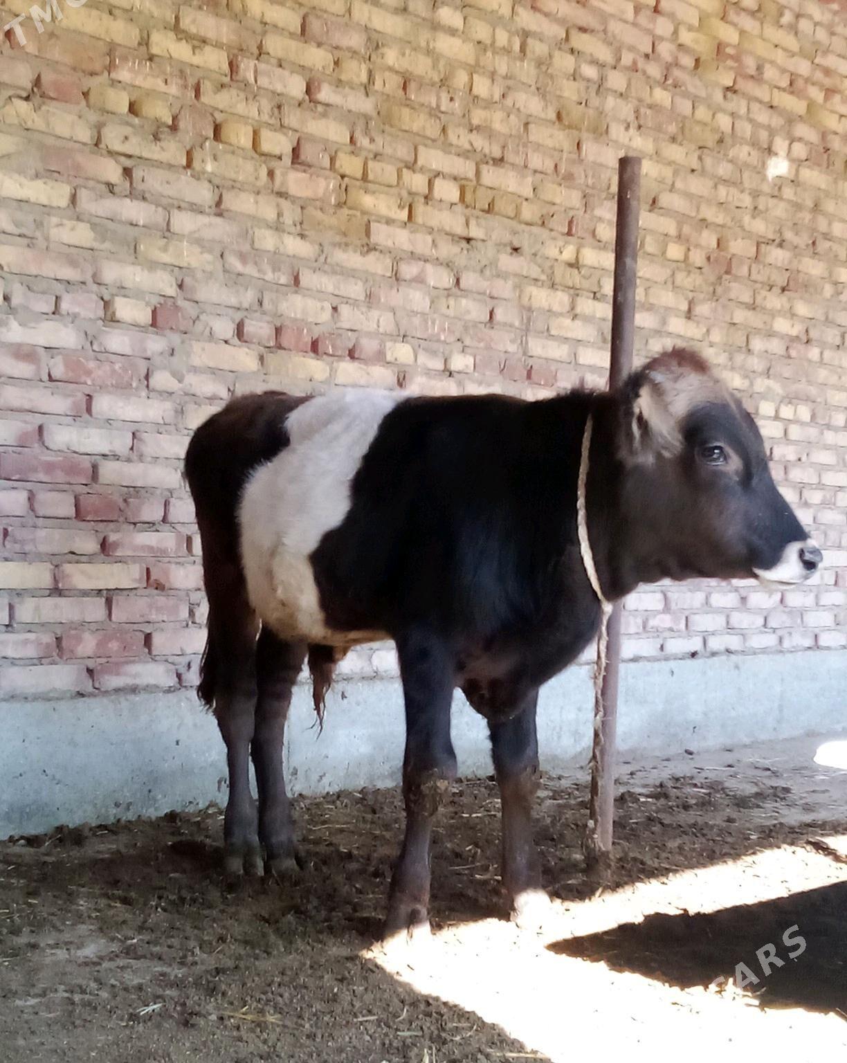 Öküz Gibrit Tohum 8 aýlyk - Гёкдепе - img 5