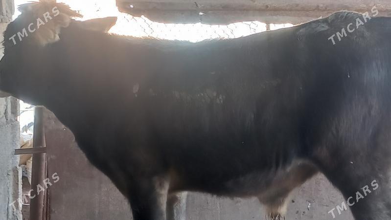 okuz - Gumdag - img 2