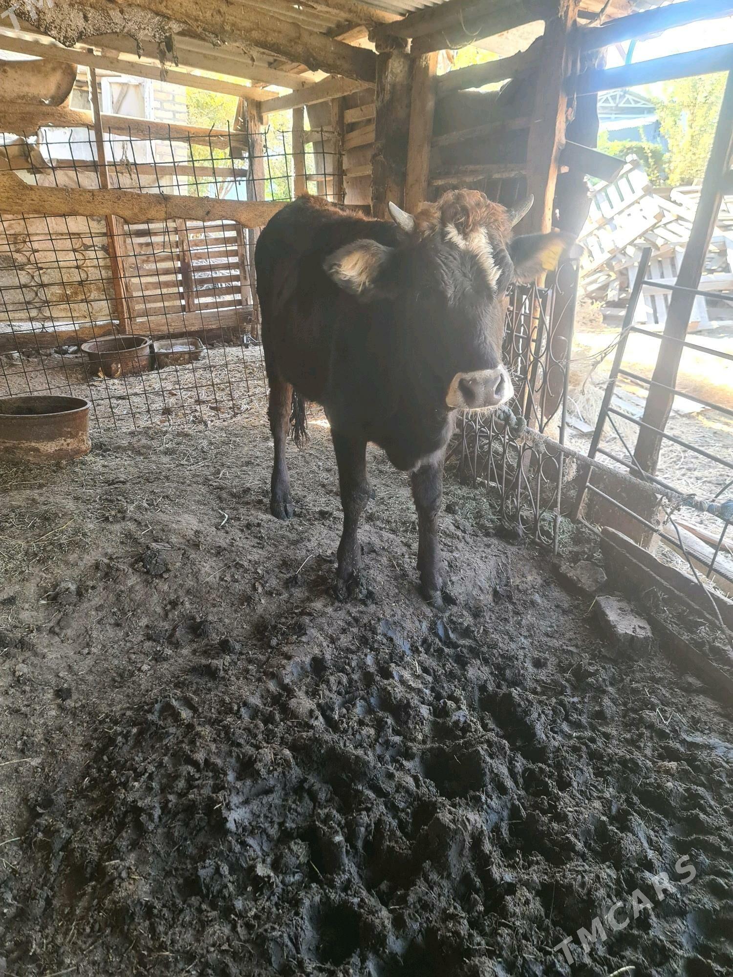 tuwe - Ýalkym - img 2