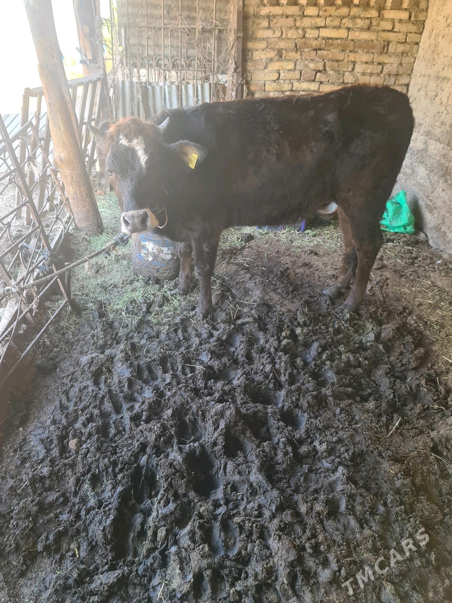 tuwe - Ýalkym - img 3