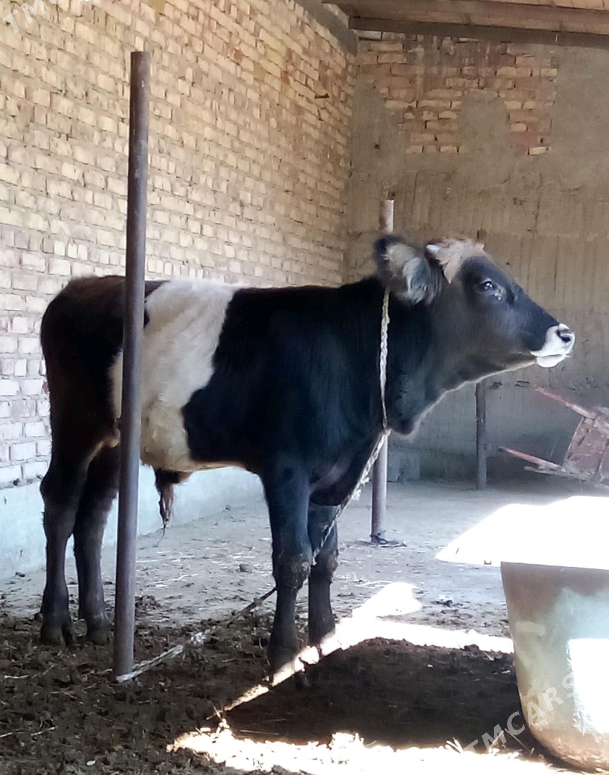 Öküz Gibrit Tohum 8 aýlyk - Гёкдепе - img 7