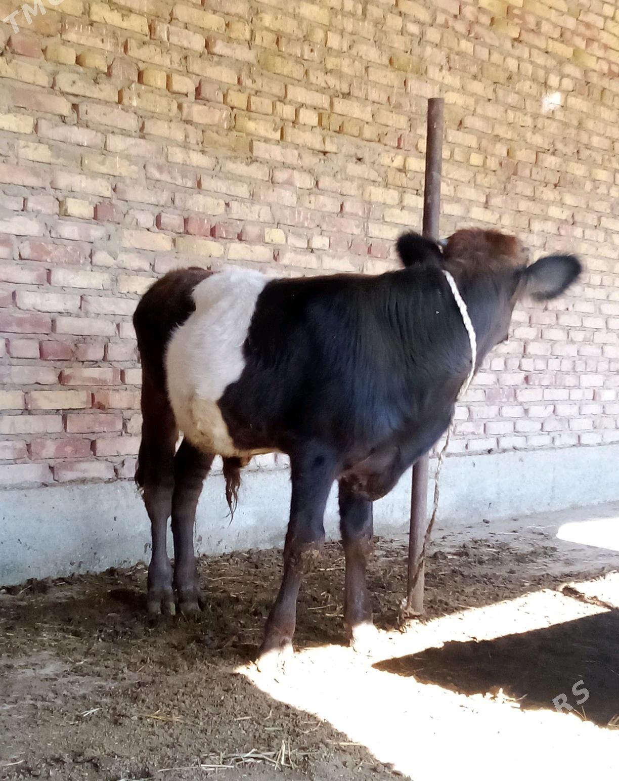 Öküz Gibrit Tohum 8 aýlyk - Гёкдепе - img 10