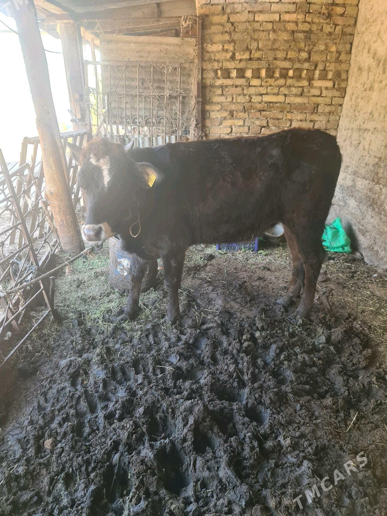 tuwe - Ýalkym - img 1