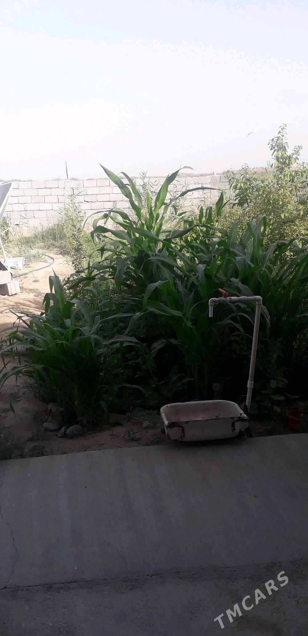 Talhany jay - Büzmeýin - img 7