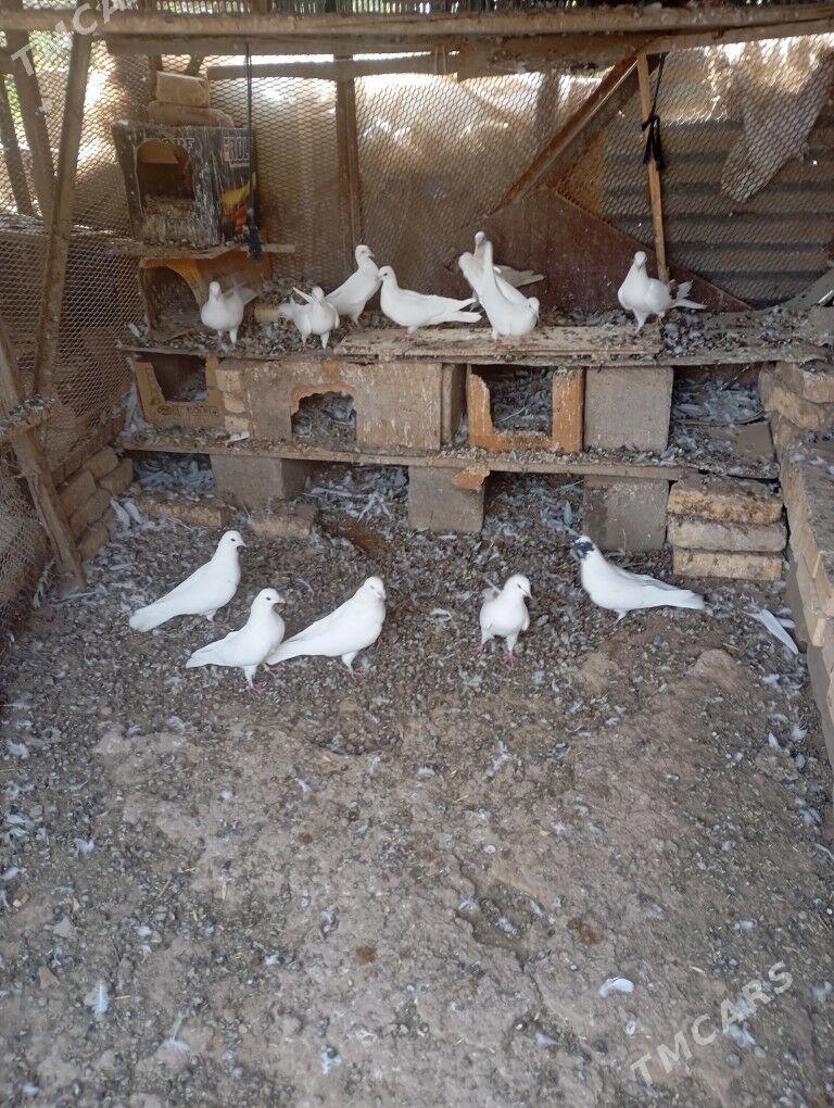 kepderi - Мары - img 2