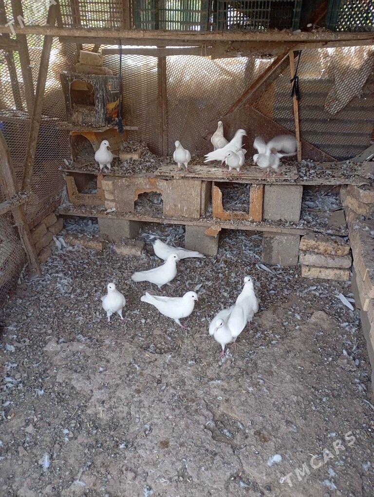 kepderi - Мары - img 3