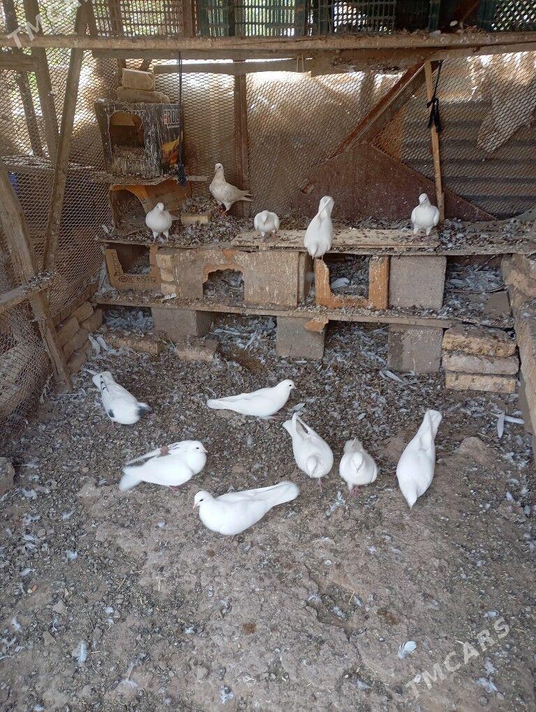 kepderi - Мары - img 1