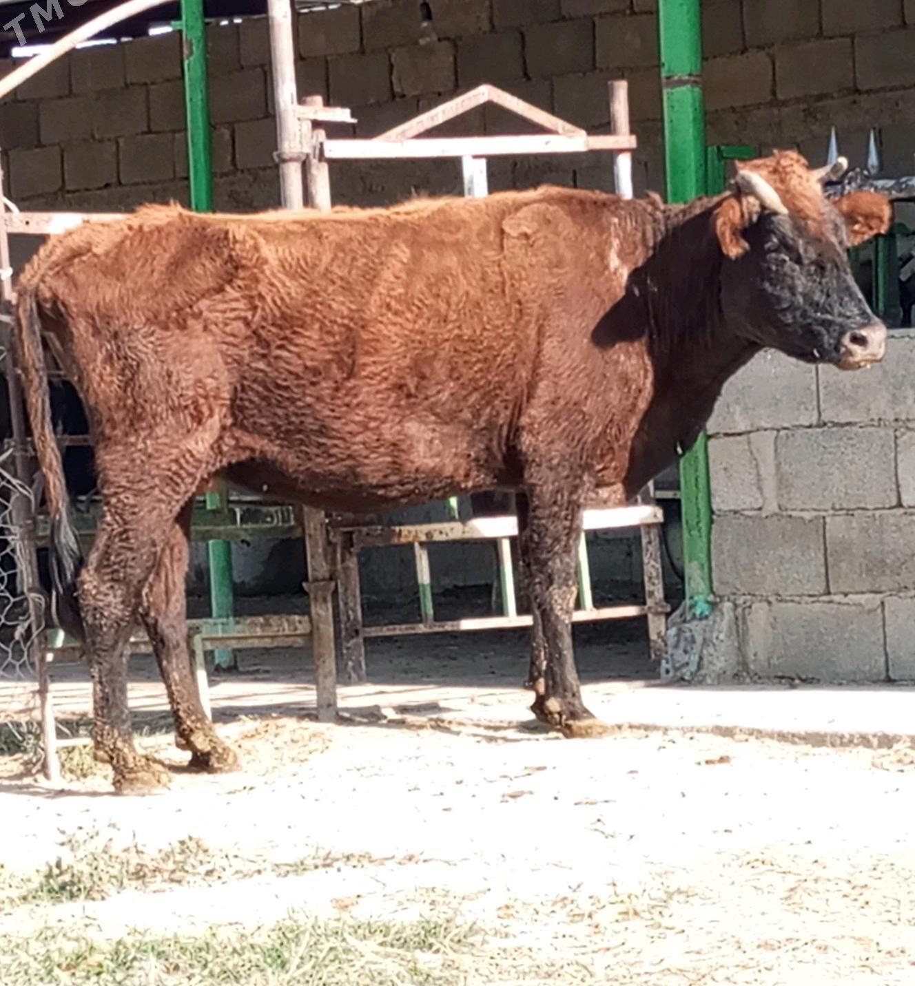 AGYR BOGOZ SYGYR - Gökdepe - img 2