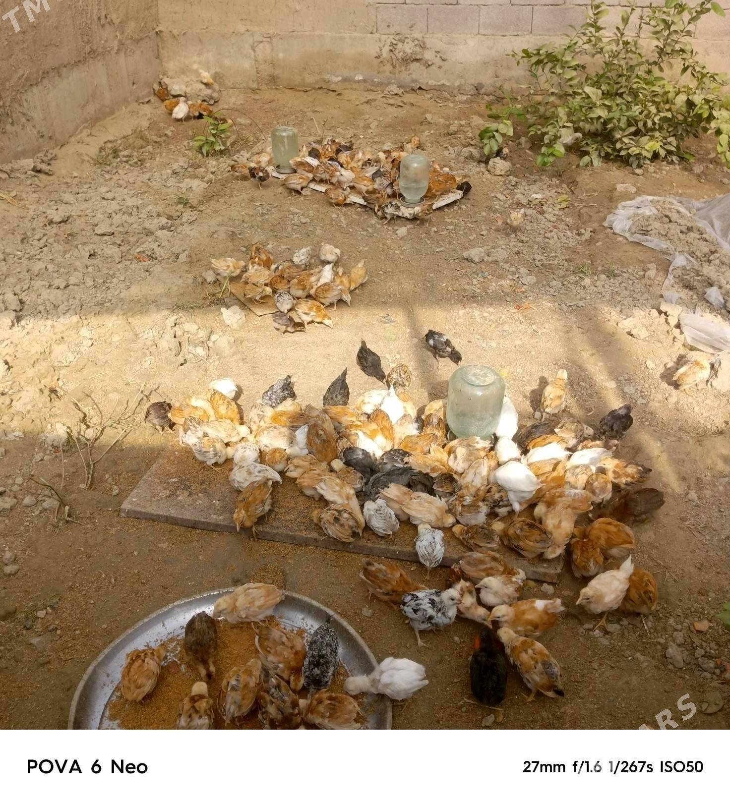 towuk jüje - Гёкдепе - img 2