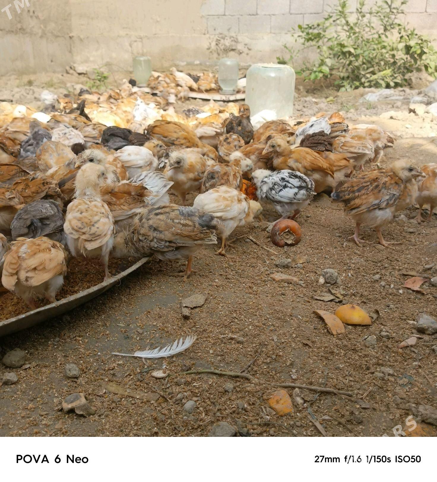 towuk jüje - Гёкдепе - img 3