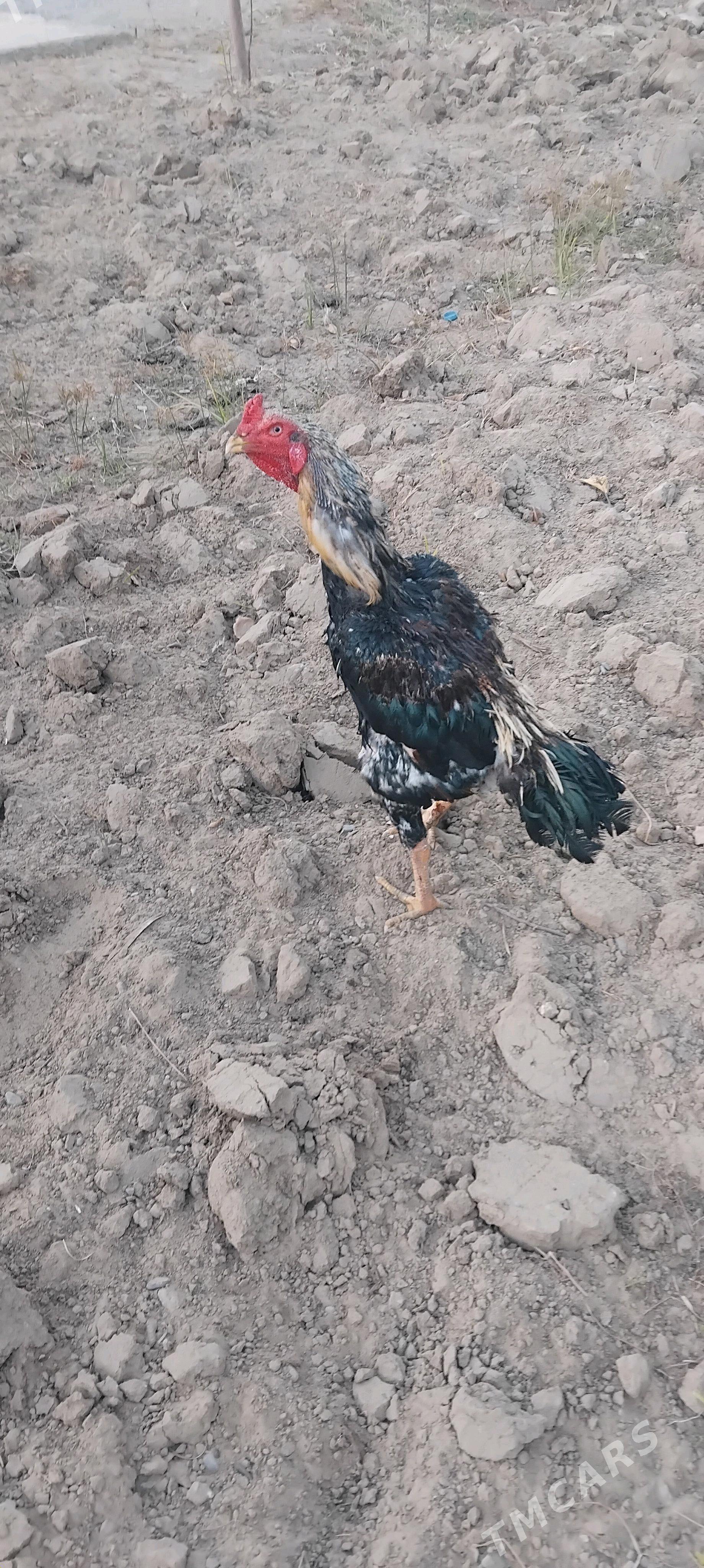 tovuk - Täze zaman - img 5