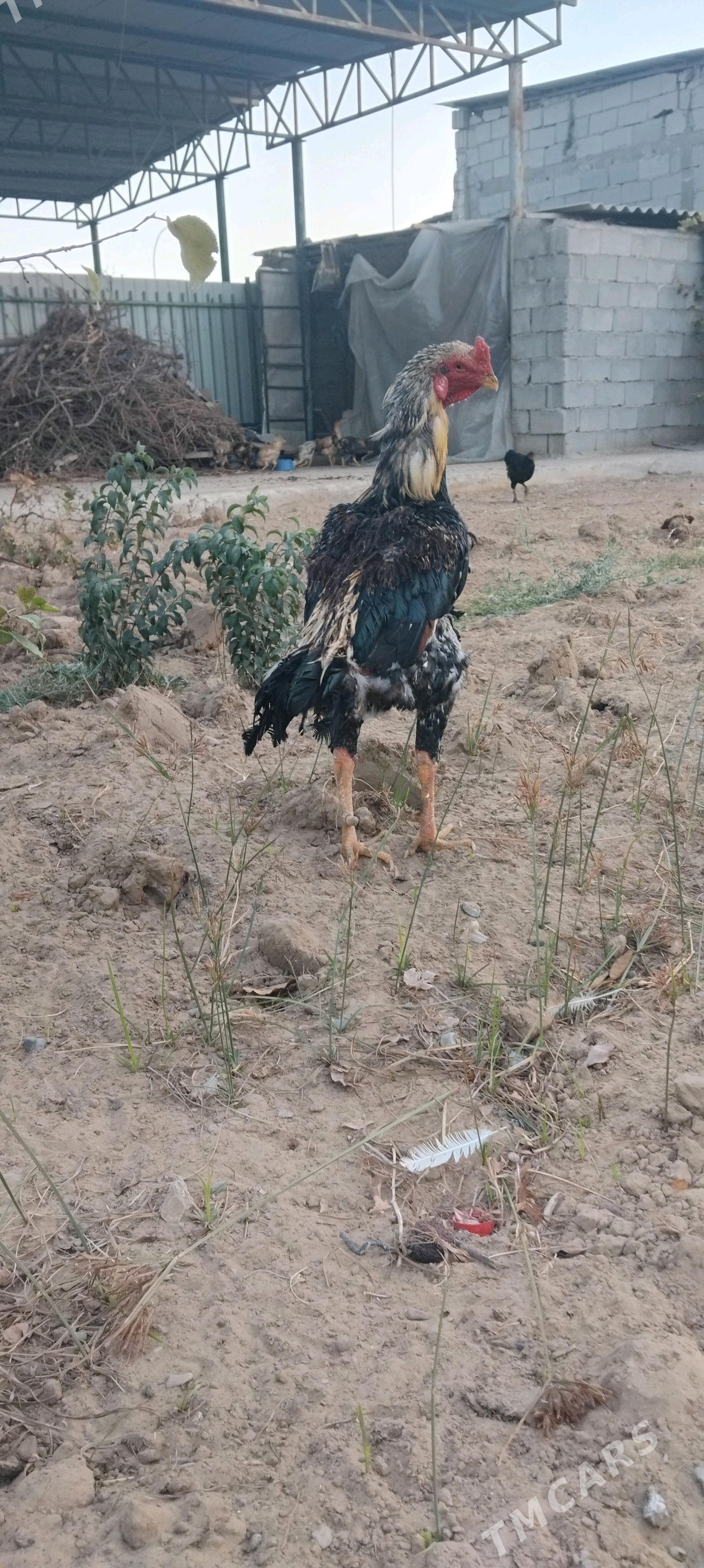 tovuk - Täze zaman - img 2