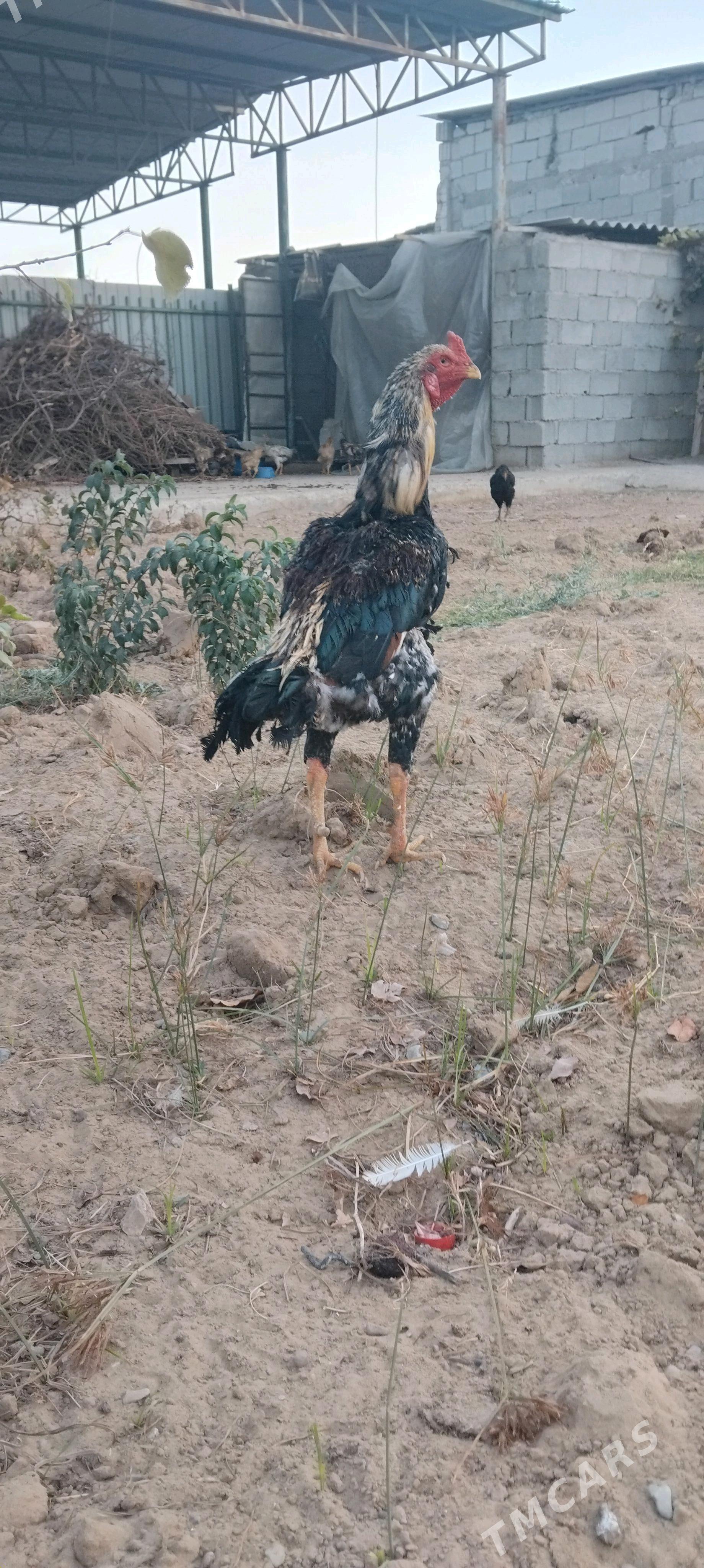 tovuk - Täze zaman - img 1