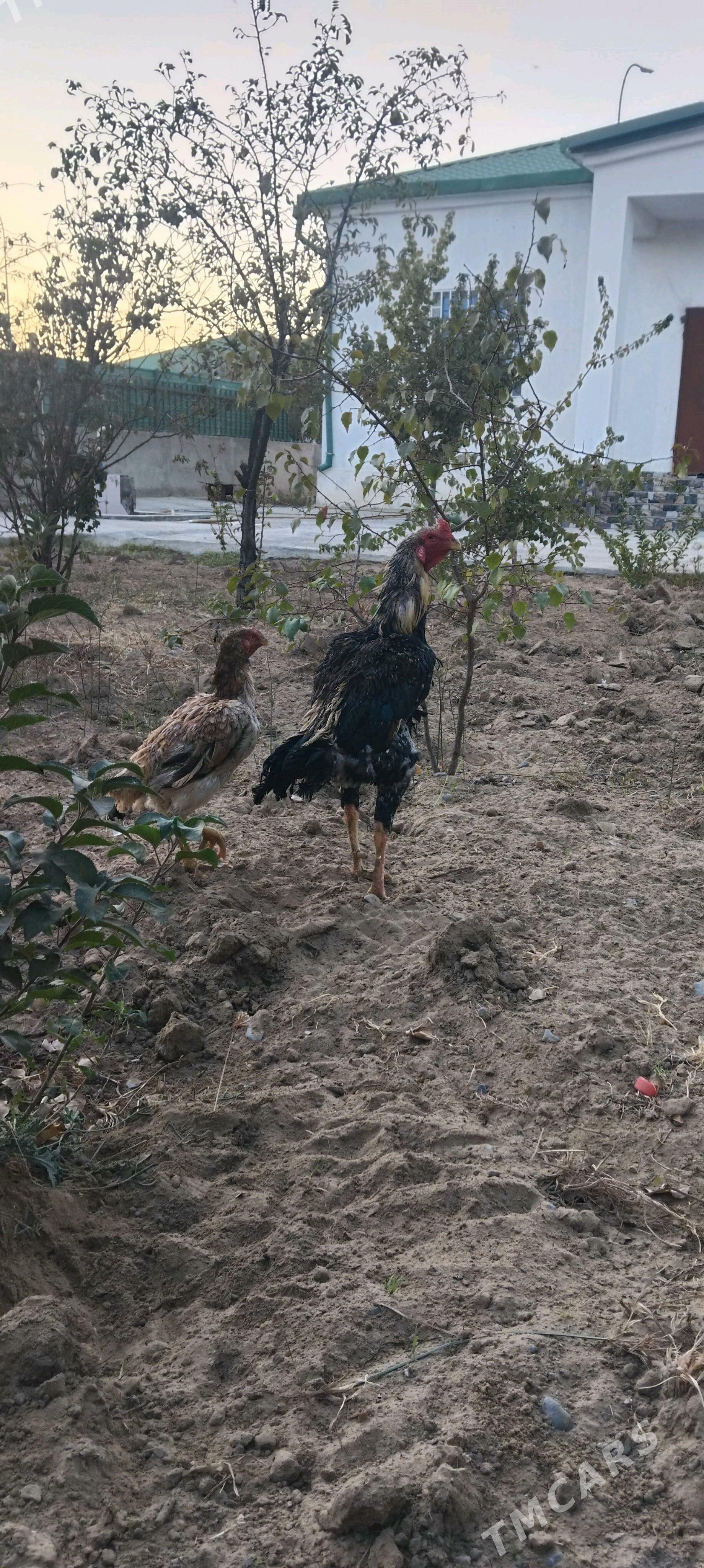 tovuk - Täze zaman - img 3