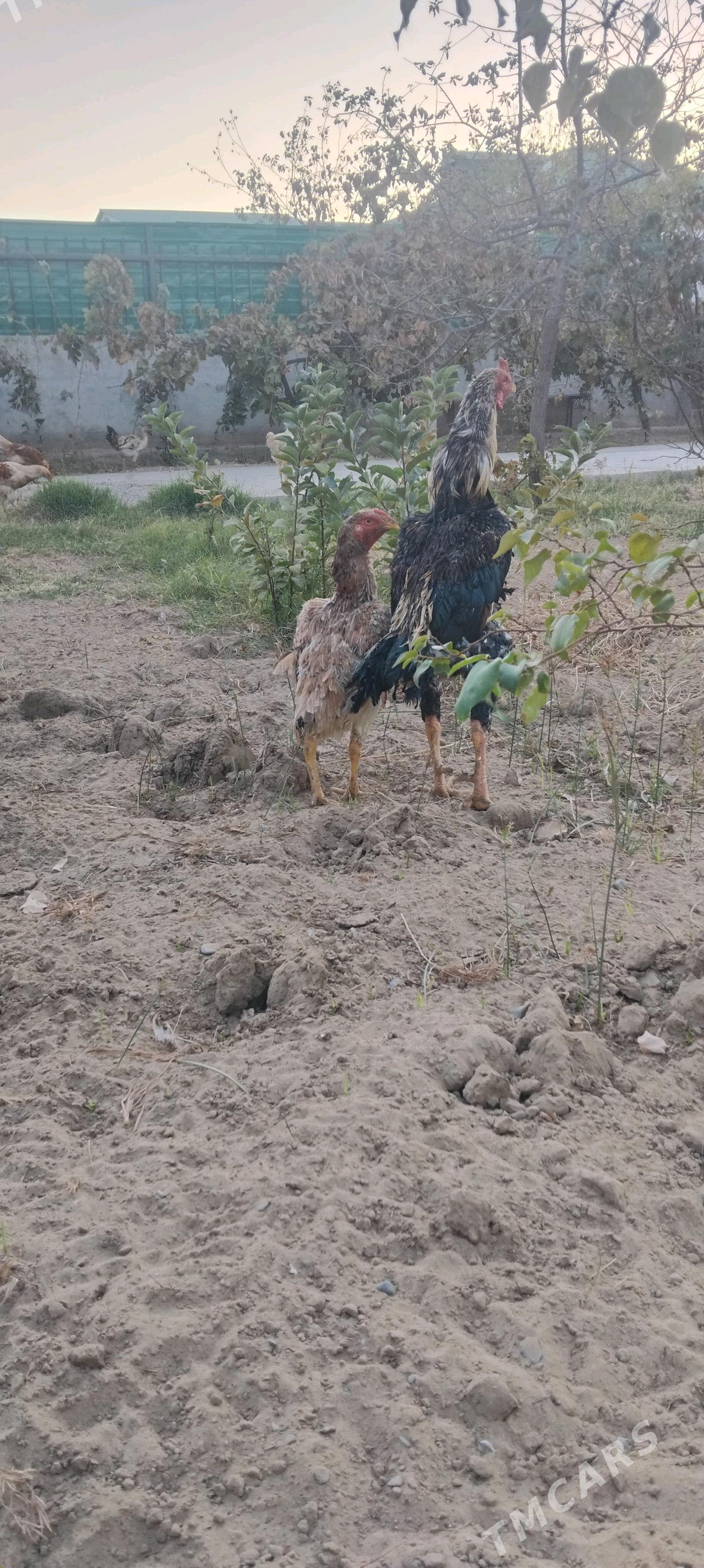 tovuk - Täze zaman - img 4