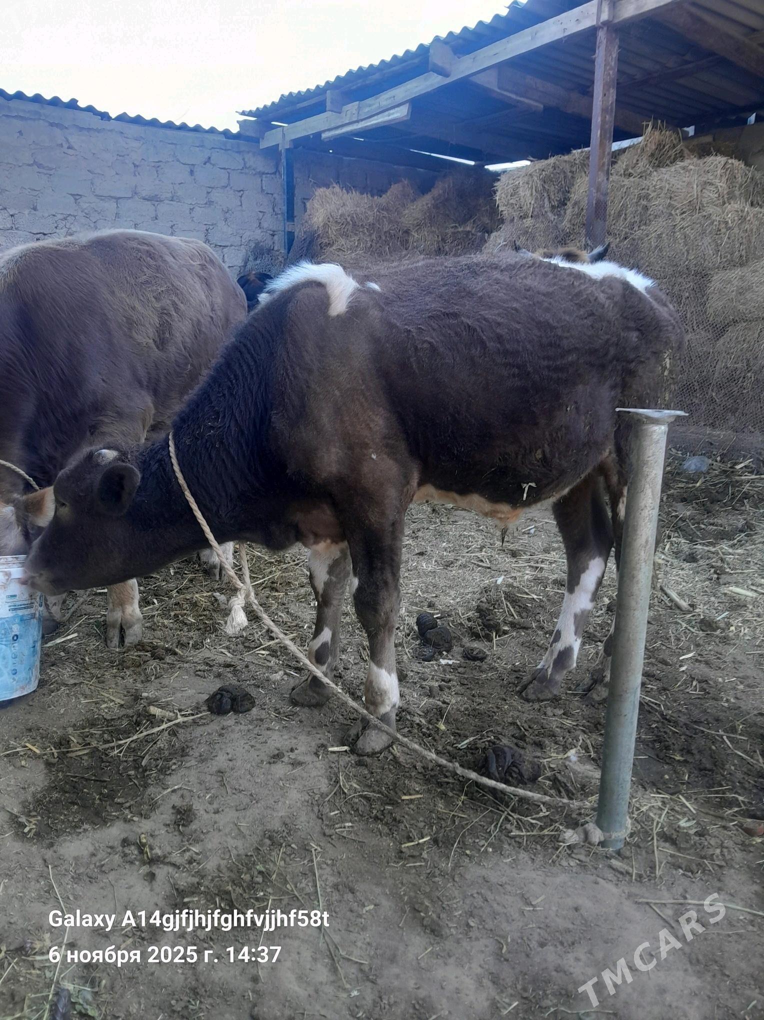 okuz - Gökje - img 2