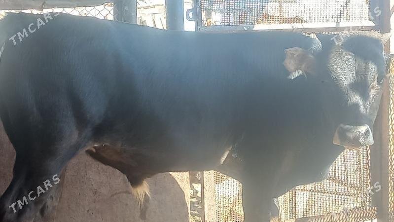 okuz - Gumdag - img 2