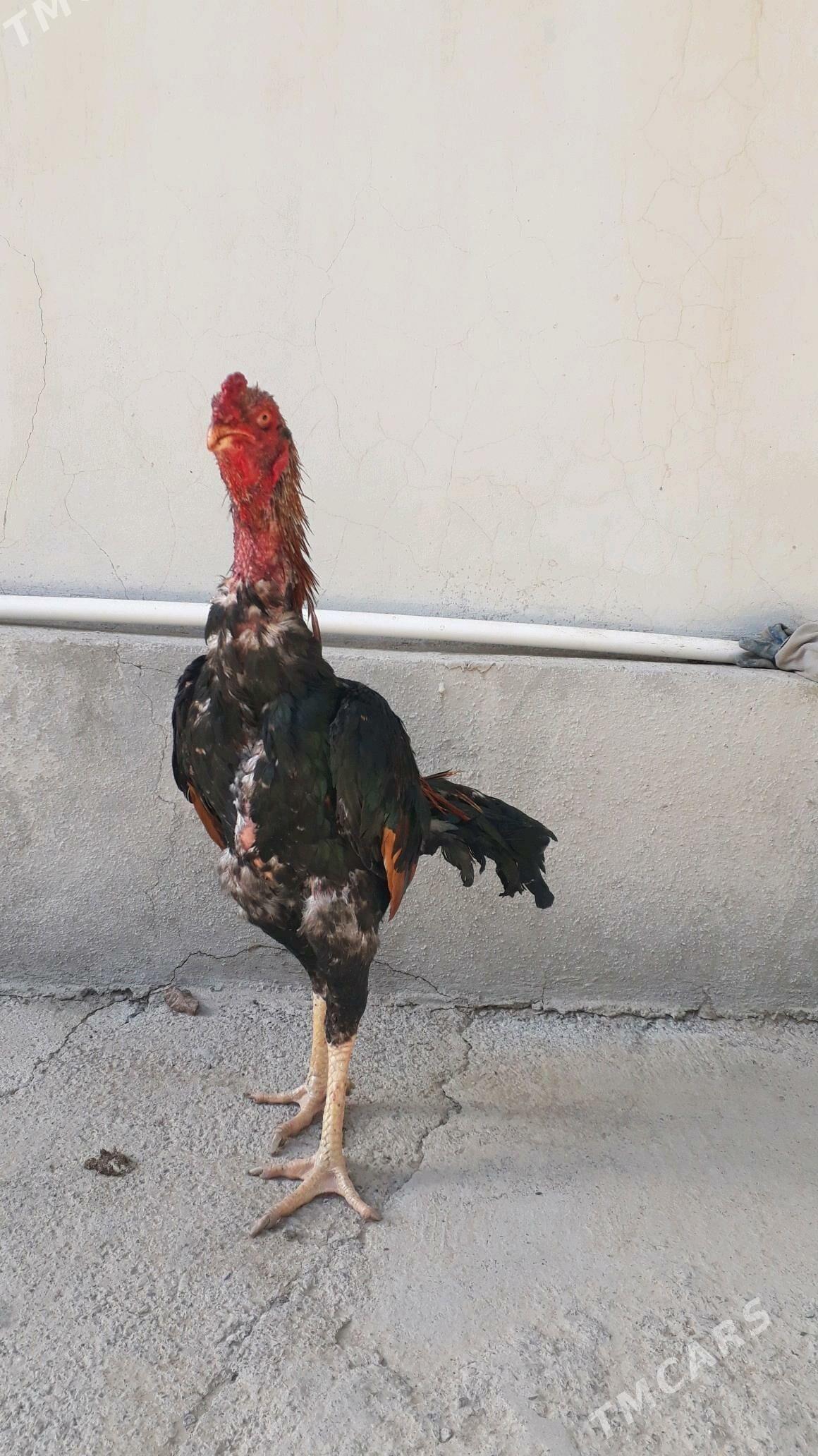 Taşkent horaz - Änew - img 1