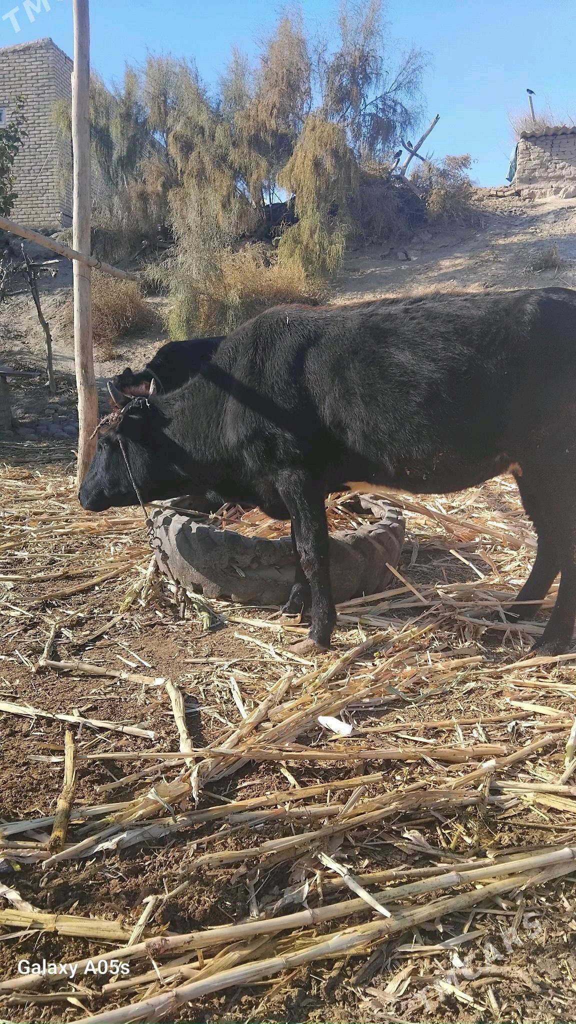 сыгыр - Halaç - img 1