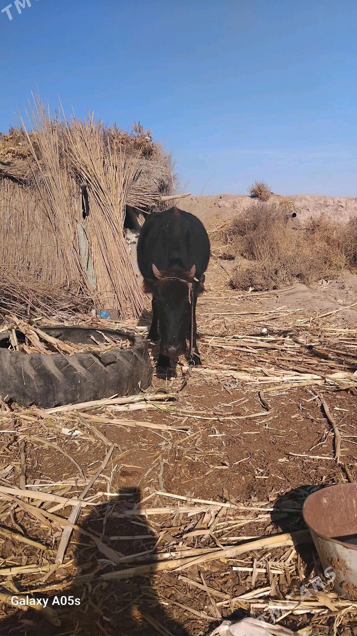 сыгыр - Халач - img 2