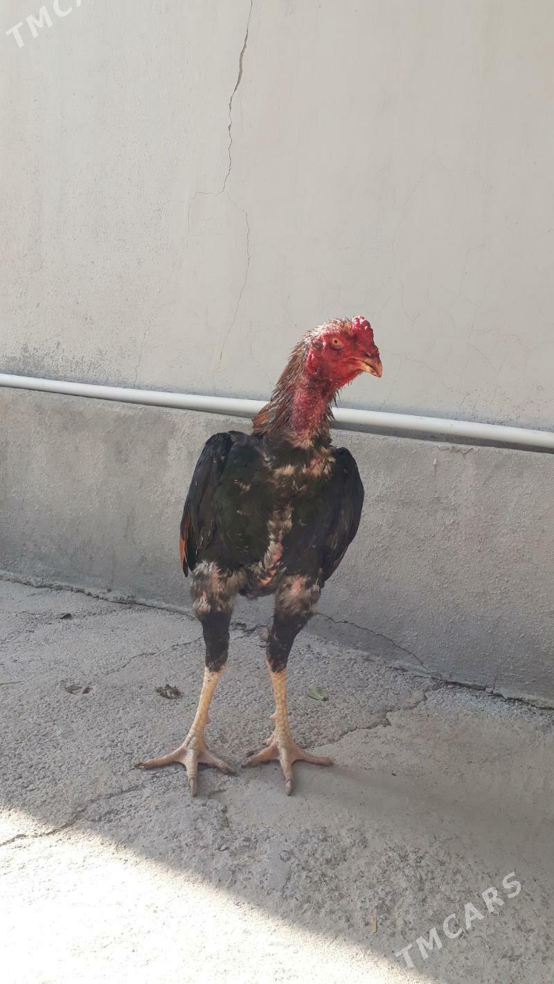 Taşkent horaz - Änew - img 3