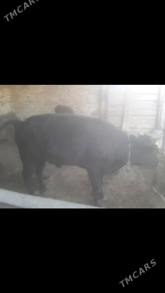 Òkuz - Мургап - img 2