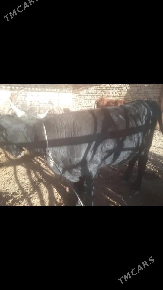 Òkuz - Мургап - img 1