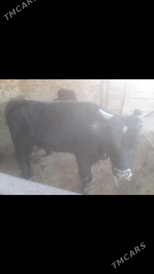 Òkuz - Мургап - img 3