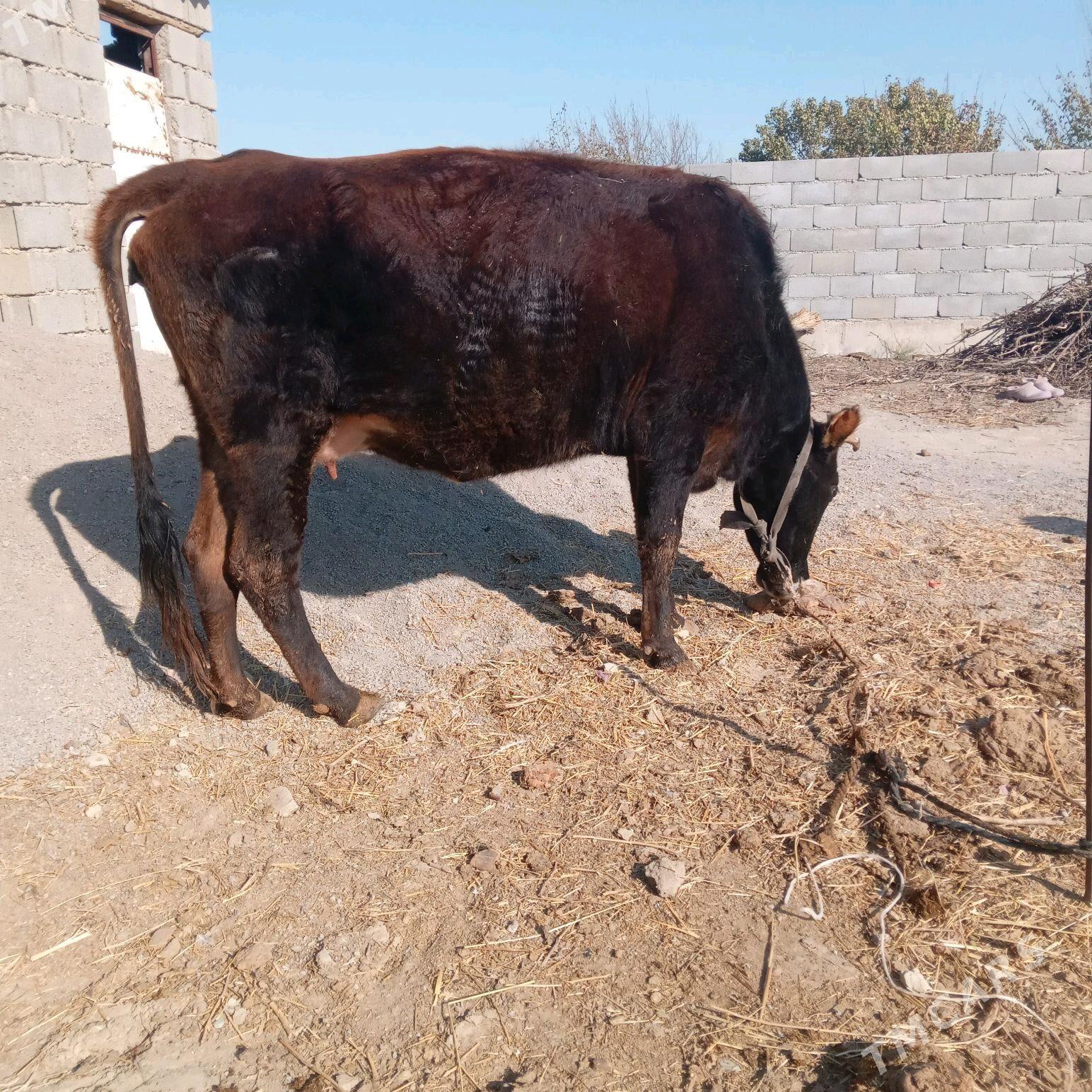 сигир - Бахарден - img 3