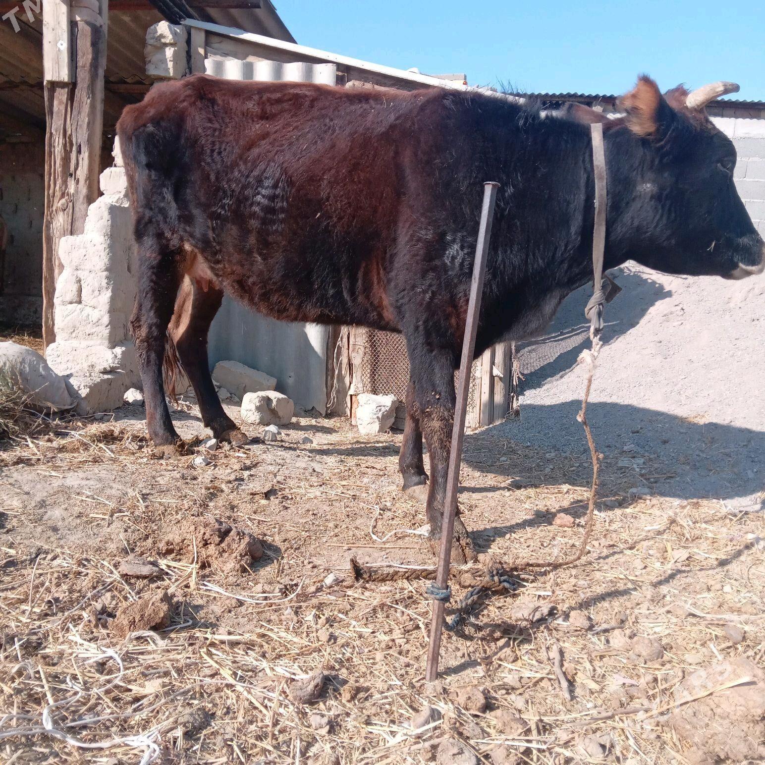 сигир - Бахарден - img 4