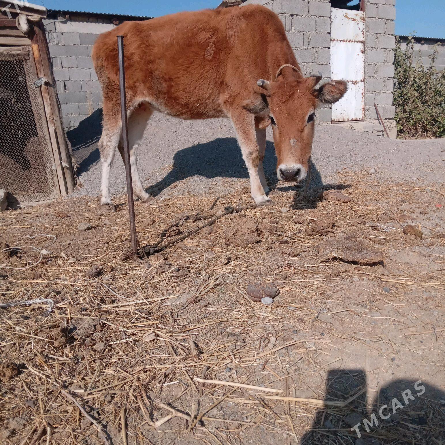 сигир - Бахарден - img 5