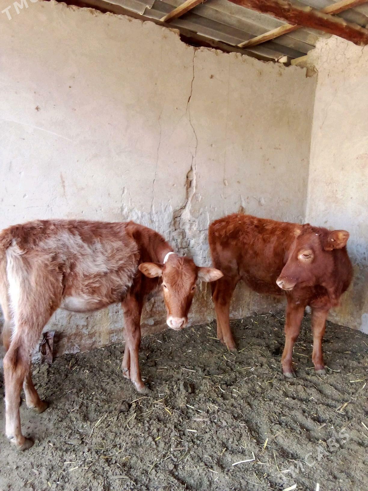 Göle - Мары - img 1