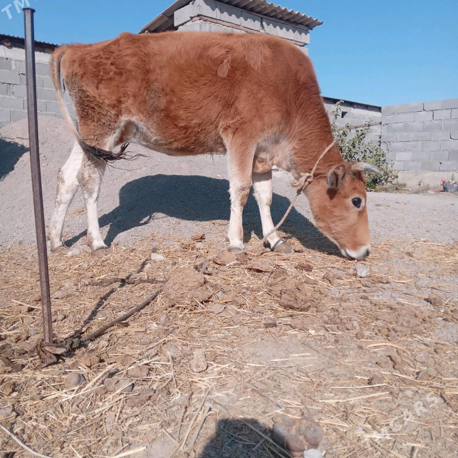 сигир - Бахарден - img 6