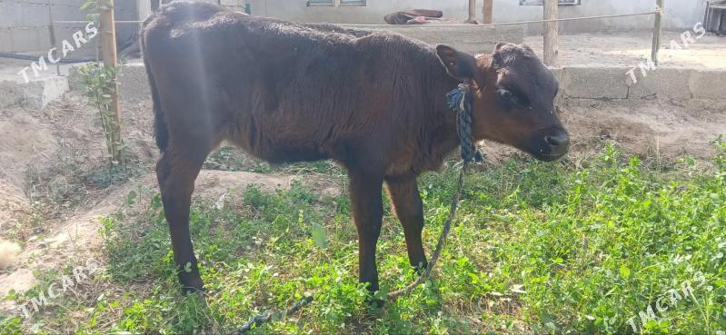 tuwe arginal tohum - Ашхабад - img 2