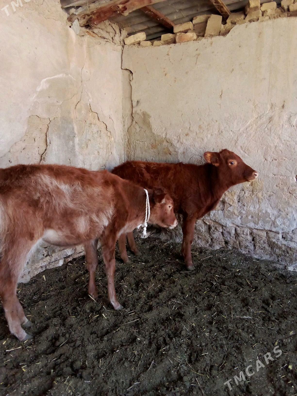 Göle - Мары - img 2