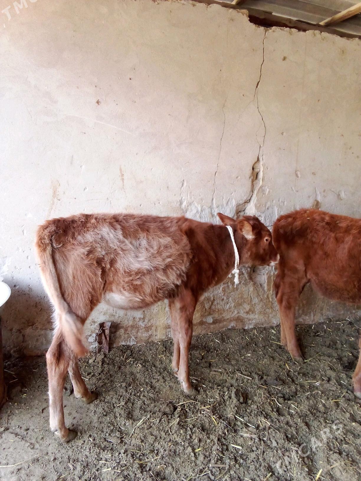 Göle - Мары - img 5