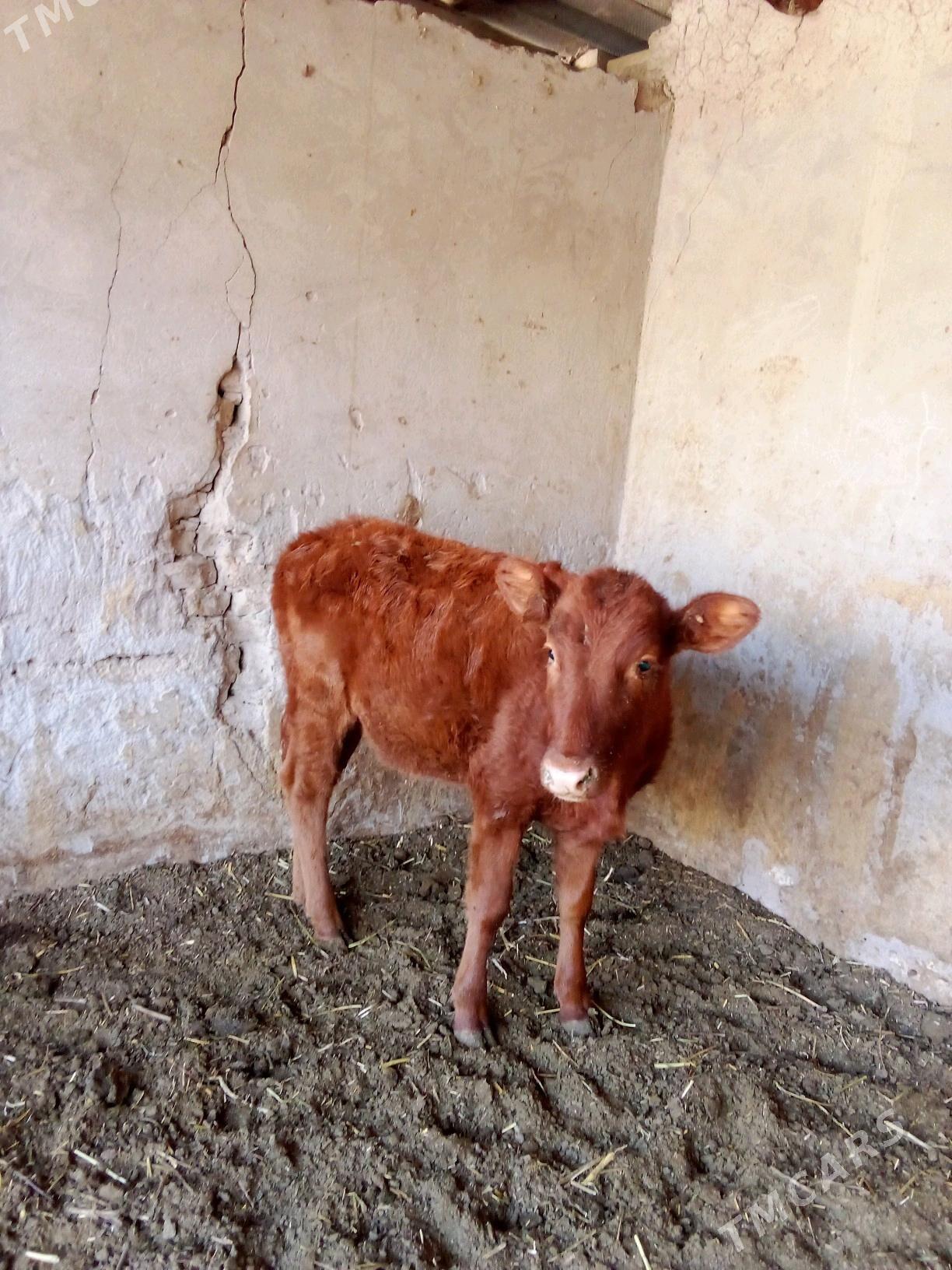 Göle - Мары - img 6