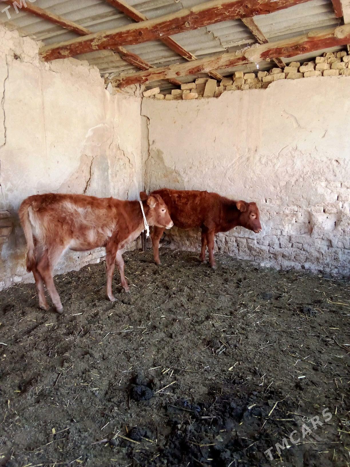 Göle - Мары - img 3