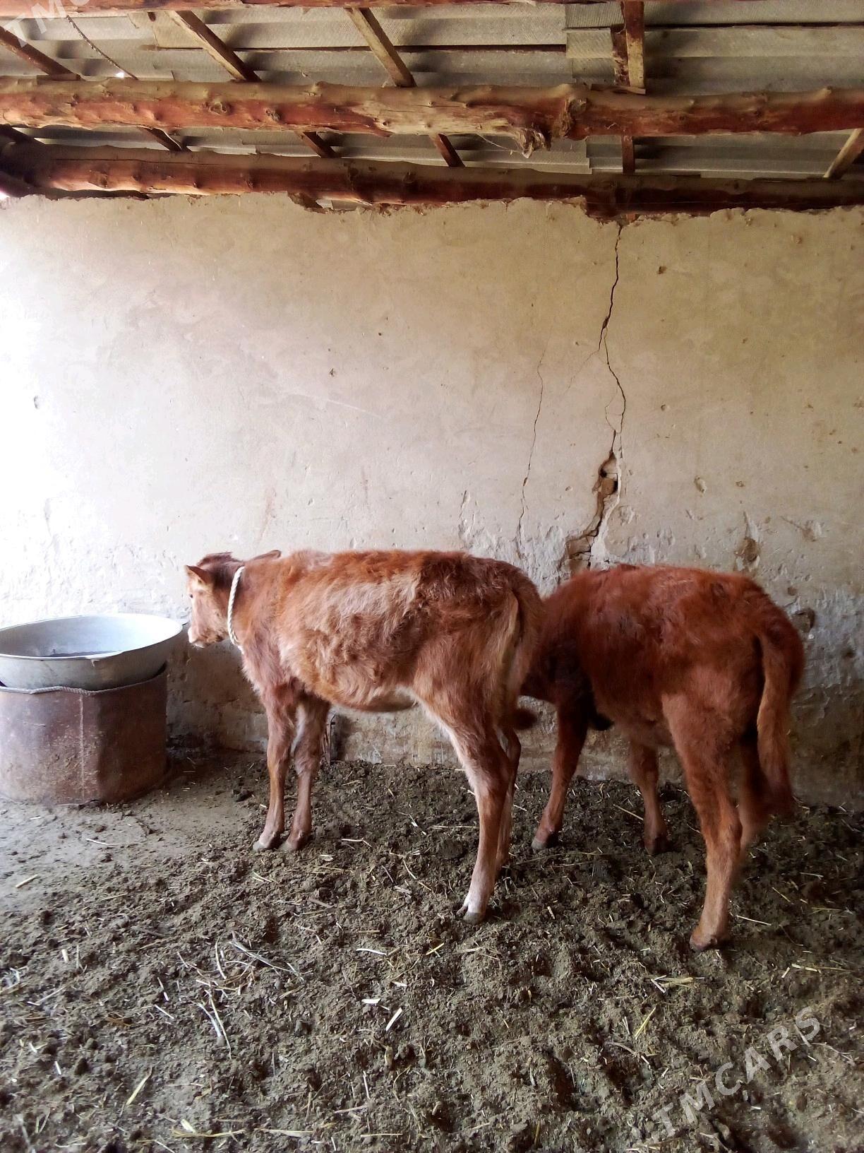 Göle - Мары - img 4