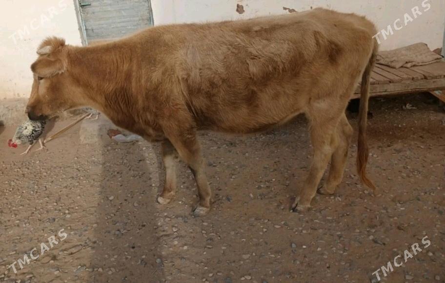 sygyr - Türkmenbaşy - img 2