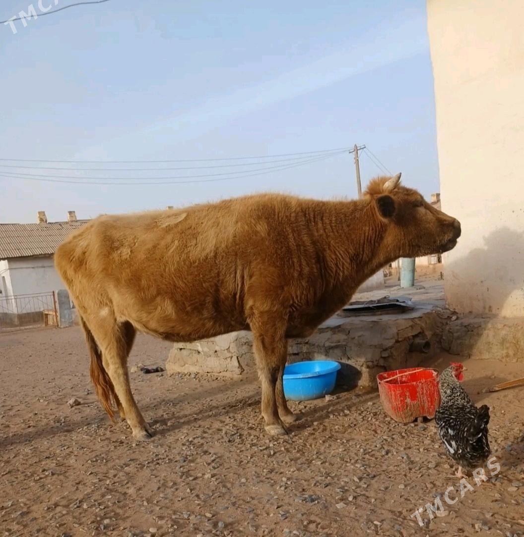 sygyr - Türkmenbaşy - img 1