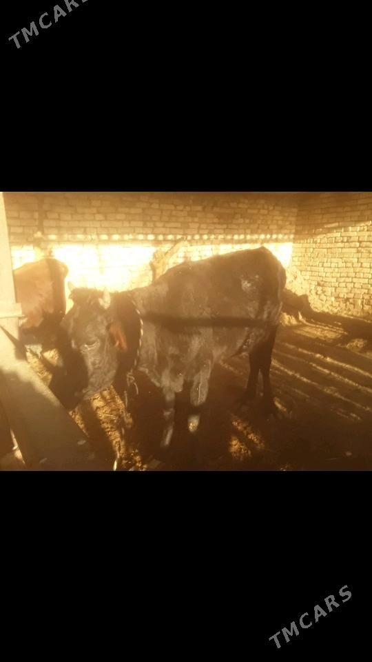 Gulajyn - Murgap - img 1