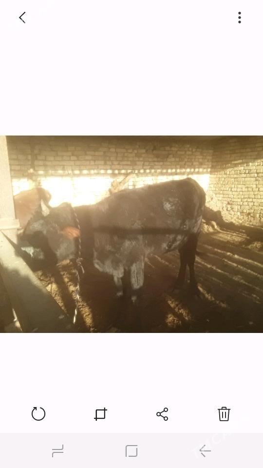 Gulajyn - Murgap - img 2