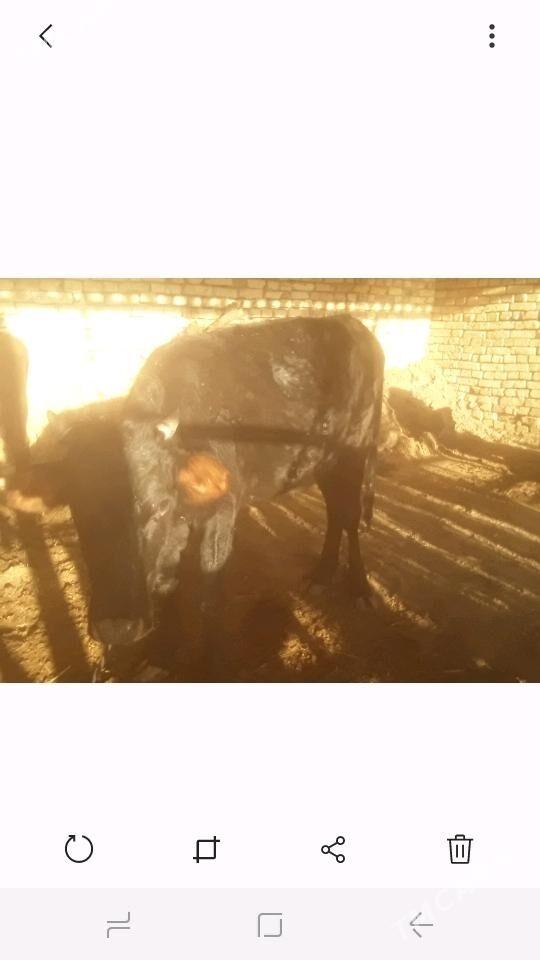 Gulajyn - Murgap - img 3