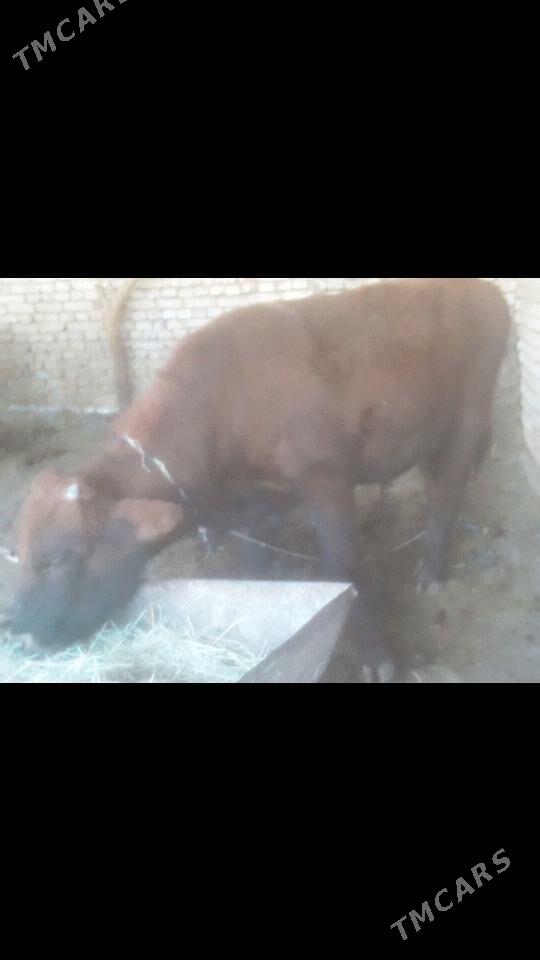 Òkùz Òkùz - Мургап - img 1