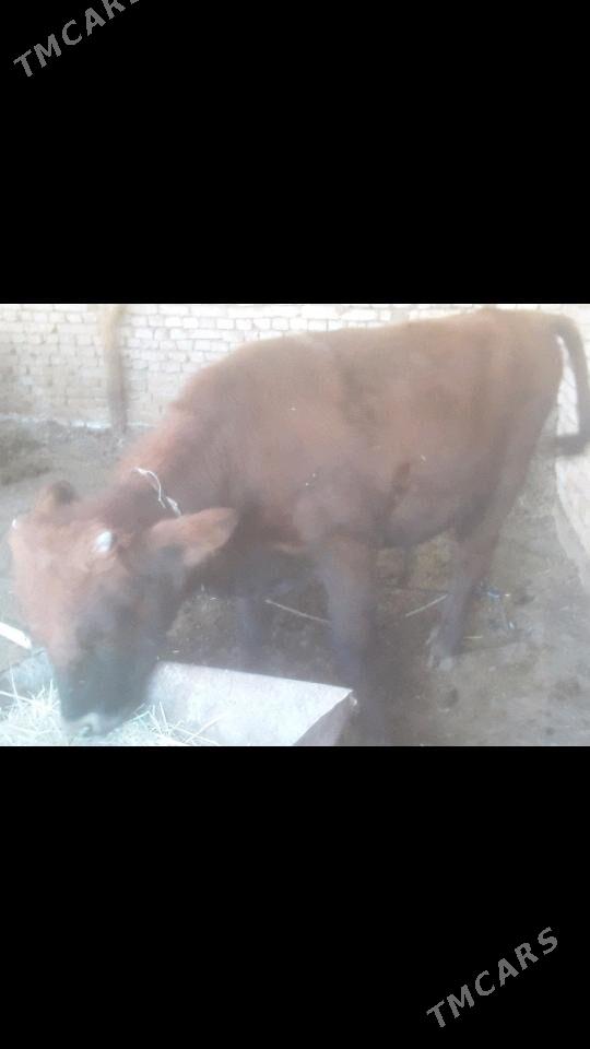 Òkùz Òkùz - Мургап - img 2