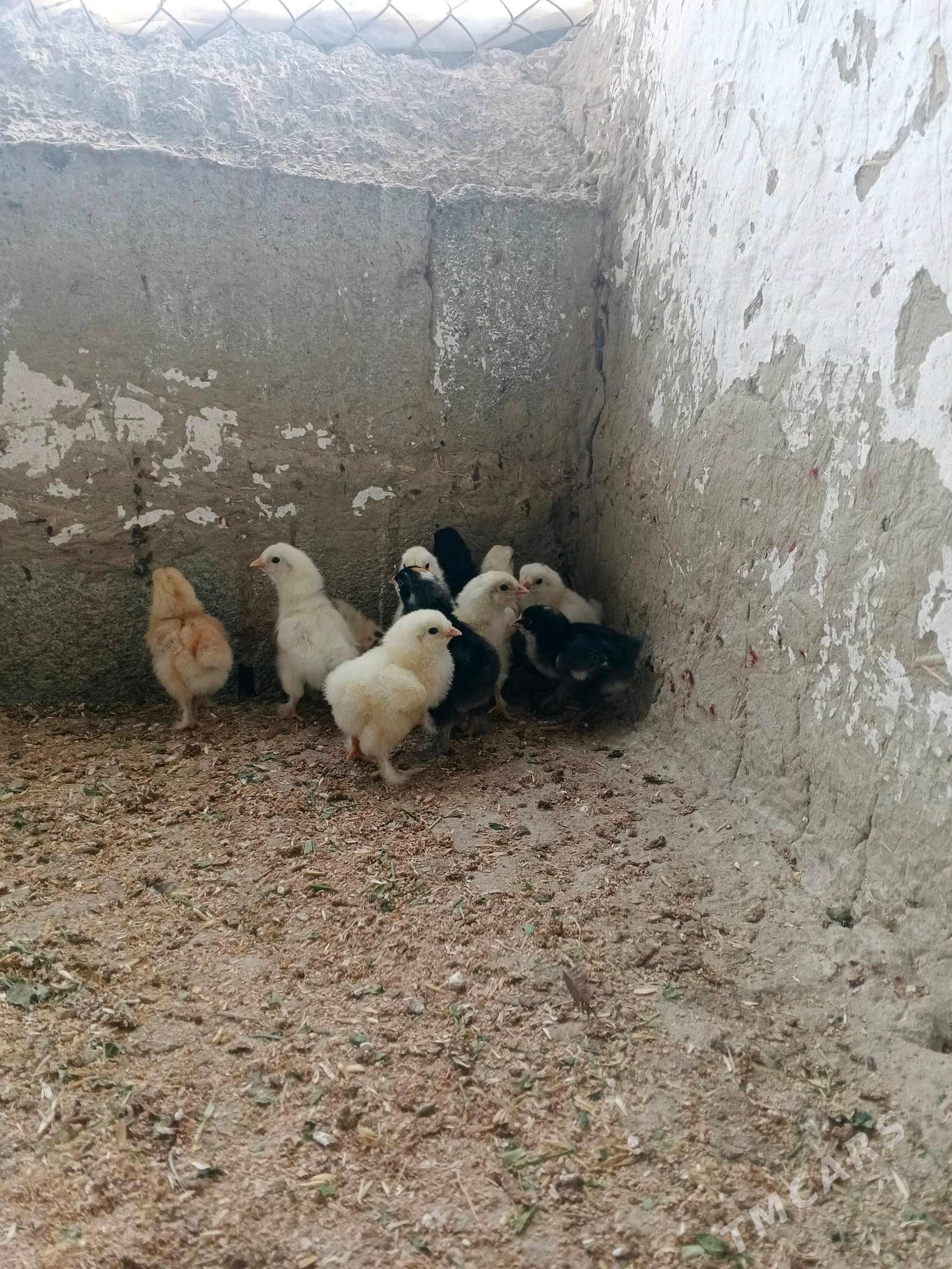 Towuk jüýje - Bäherden - img 1