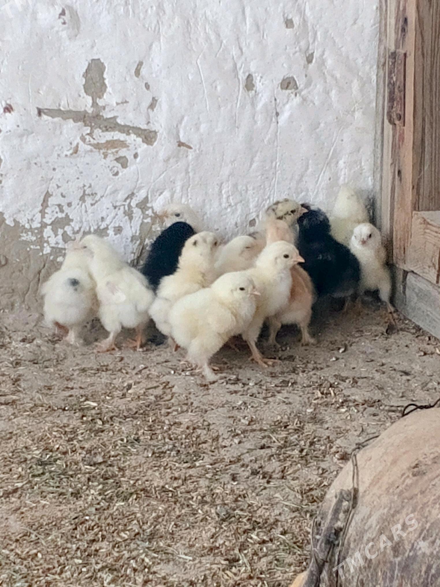 Towuk jüýje - Bäherden - img 3